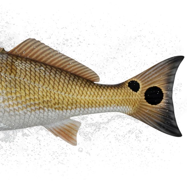 Red drum fish