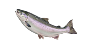 speckled trout